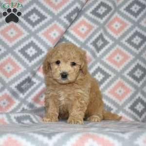 Petey, Bich-Poo Puppy